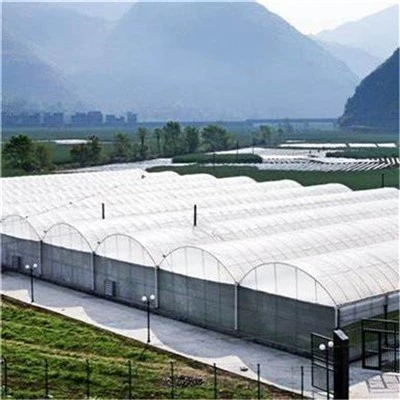 Multi Span Greenhouse