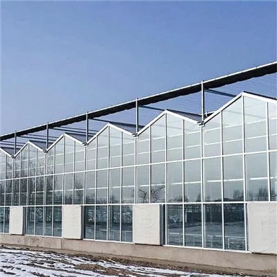 Multi Span Venlo Type Greenhouse