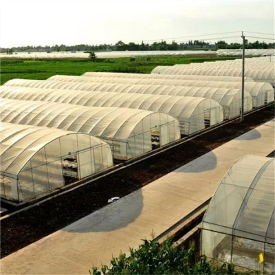 Single Span Film Greenhouse