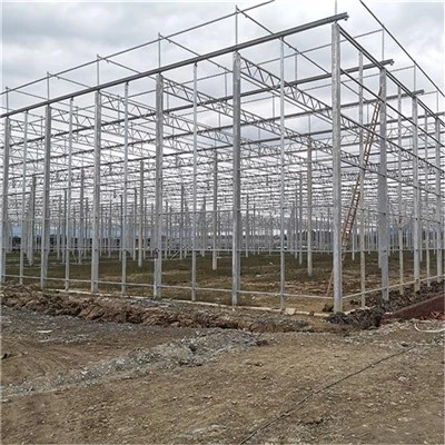 Steel Galvanized Multi Span Greenhouse